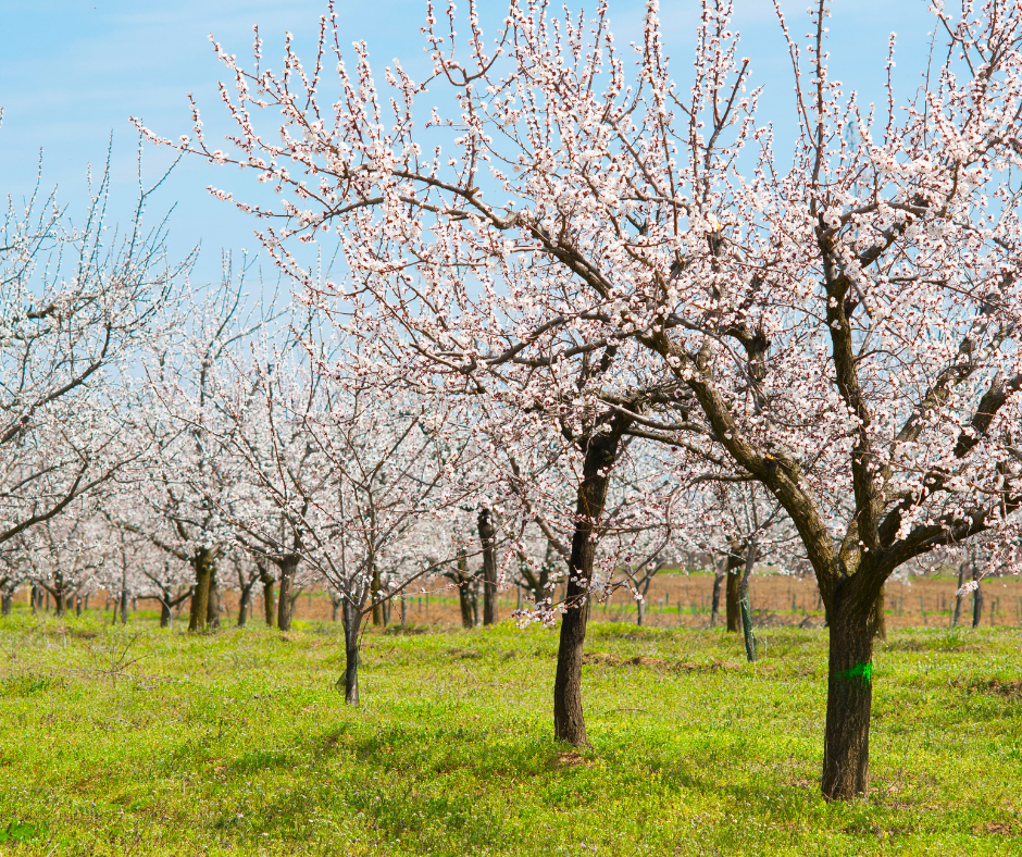 almond trees in bloom