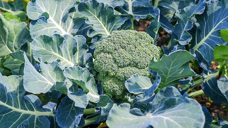 Broccoli plant.