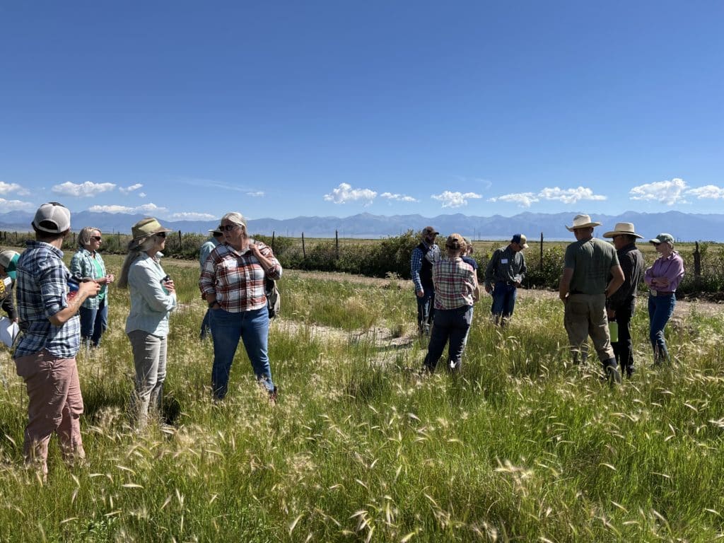 People stand in high grass in a field with blue sky above – the San Juan Ranch near Saguache, Colorado.
