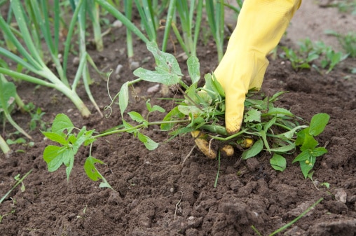Organic Weed Control: Cultural and Mechanical Methods