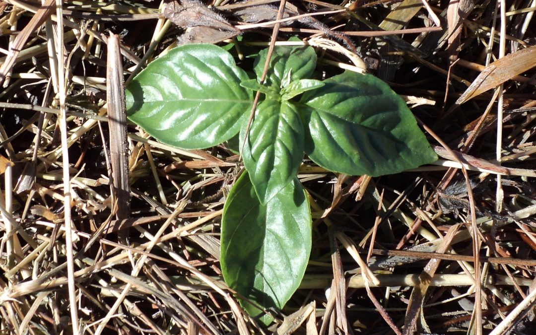 A Farmer’s Guide to Mulching