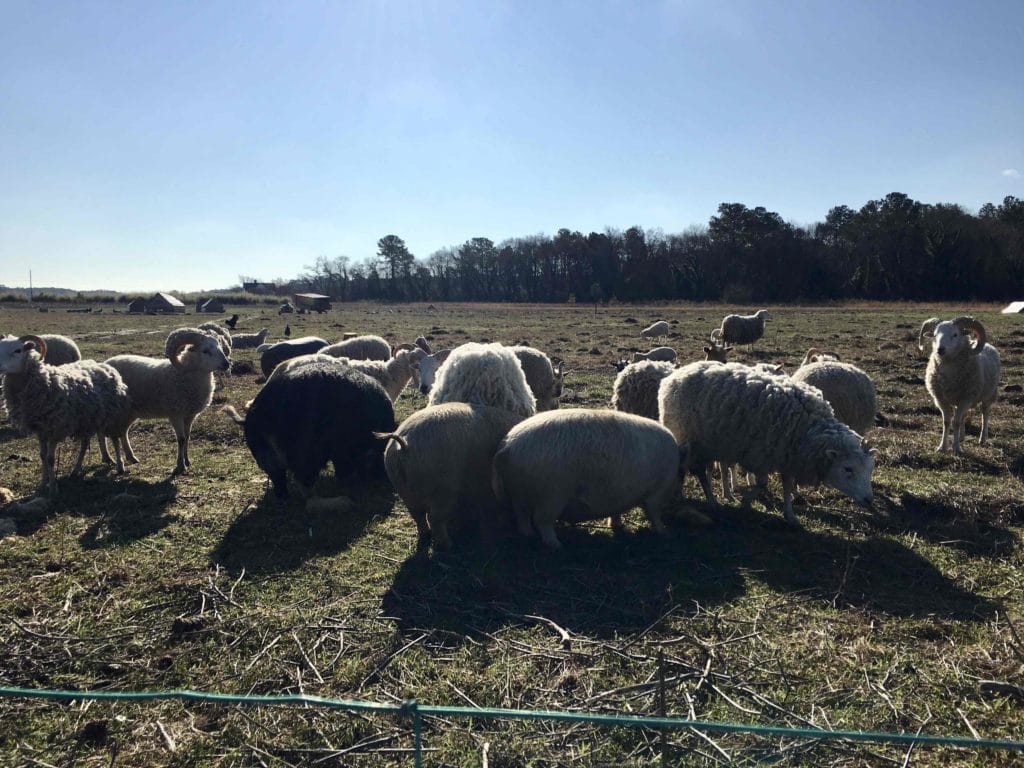 Ruminants, pigs and birds range together in the pasture at Perennial Roots Farm, Accomac, Virginia.