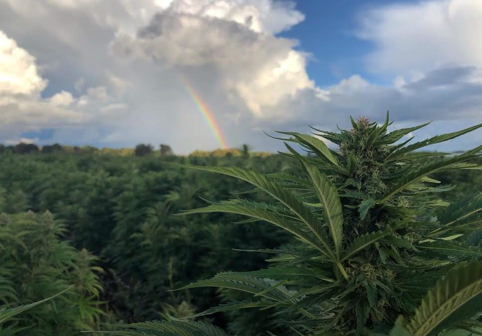 Sun+Earth Certified Sets a High Bar for Cannabis Production