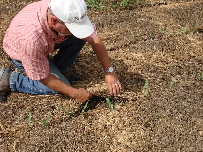 Farmer no-till cover crop mulch