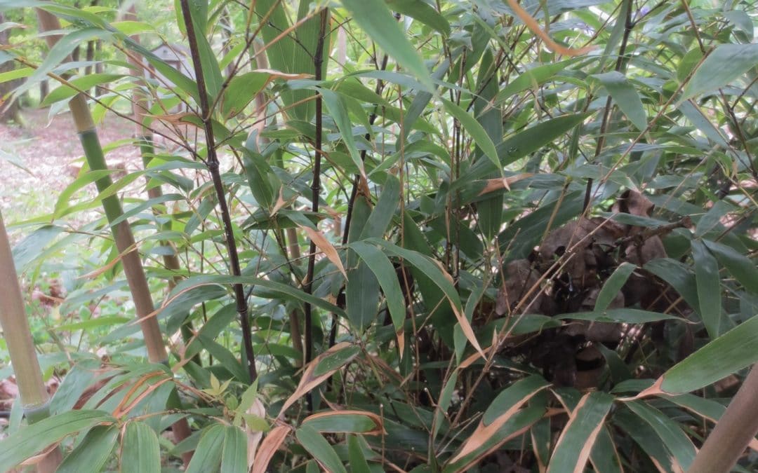 America’s Native Bamboo