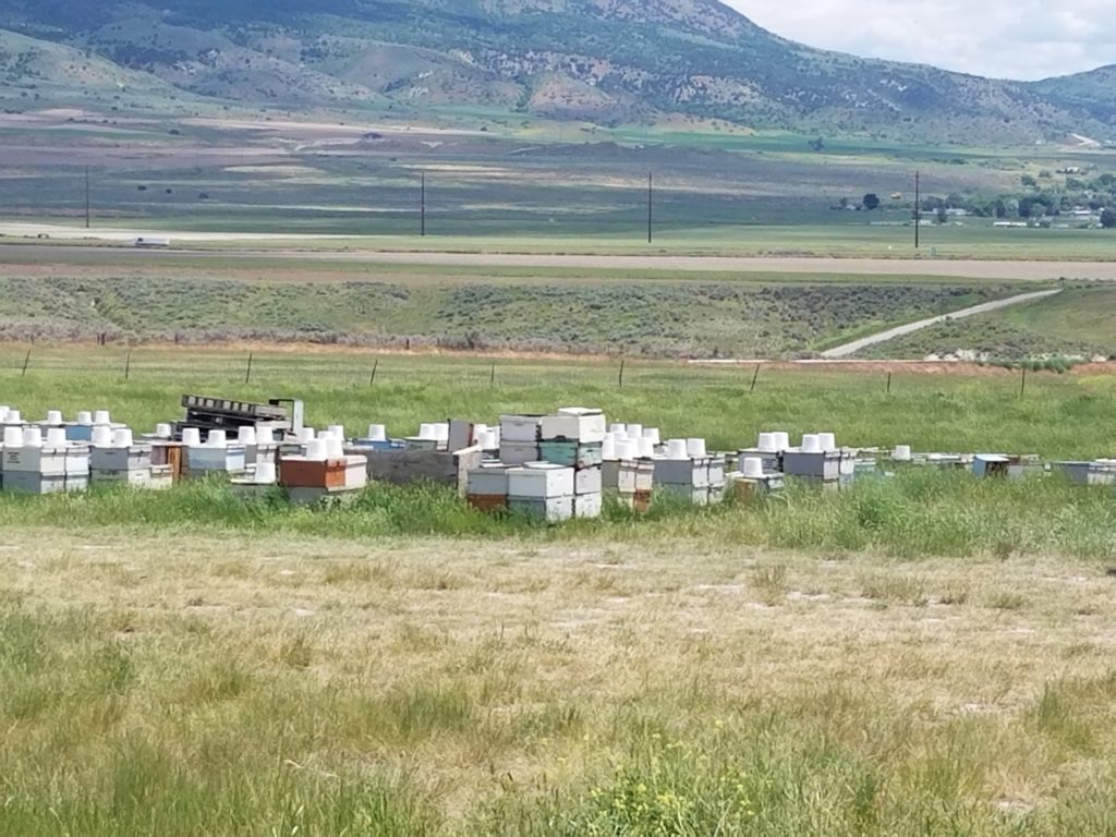 Slide Ridge Honey