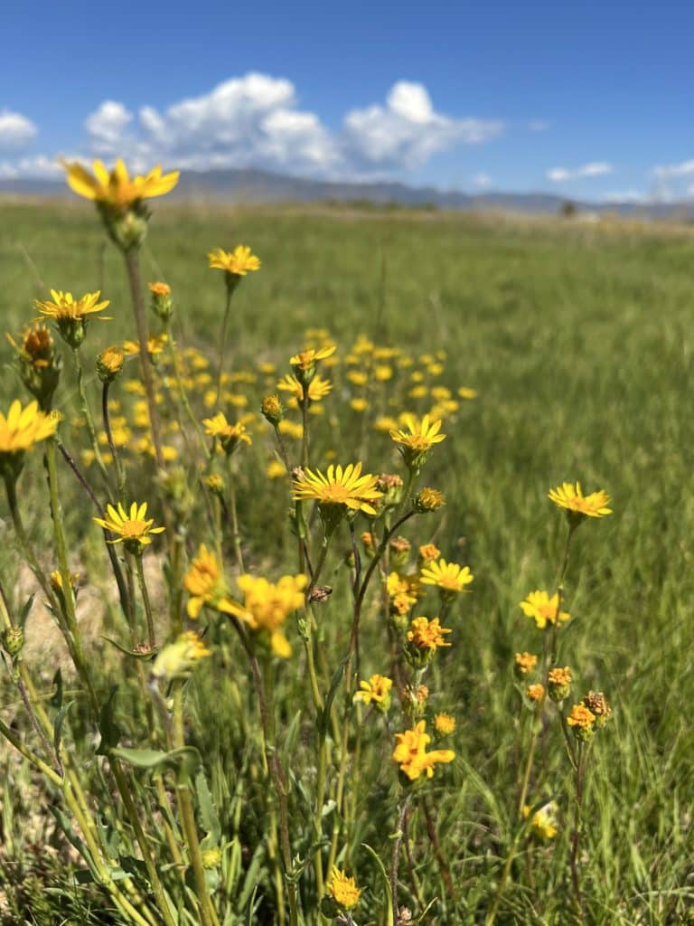 Yellow flowers in focus in a green grassy field, mountains blurry in background with blue sky and white clouds.