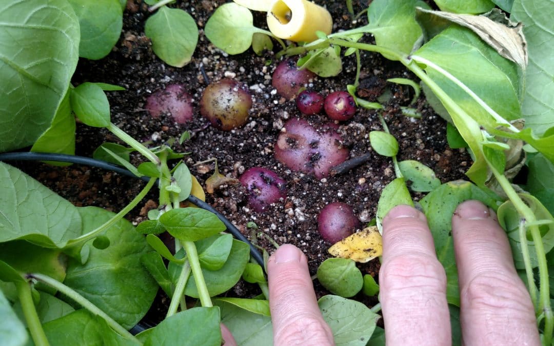 Potato Growers Go to Great Lengths to Ensure Pristine Seed
