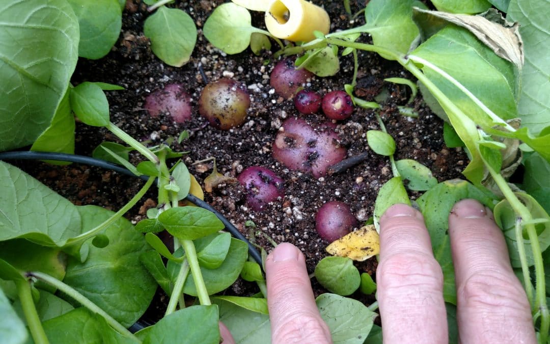 Potato Growers Go to Great Lengths to Ensure Pristine Seed