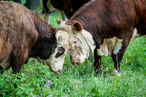 bulls fighting