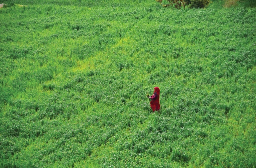 woman in field