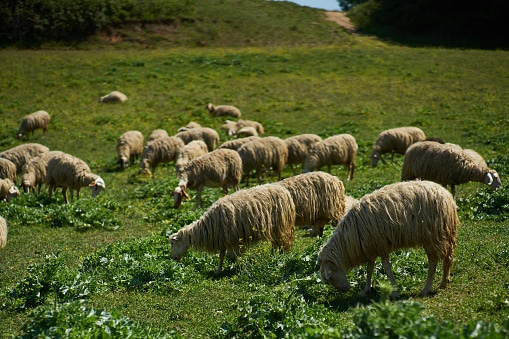sheep in field - sheep can experience liver toxicity from copper levels