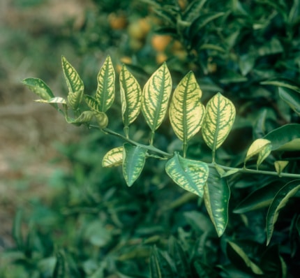 zinc deficiency in orange leaves