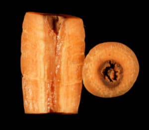 boron deficiency