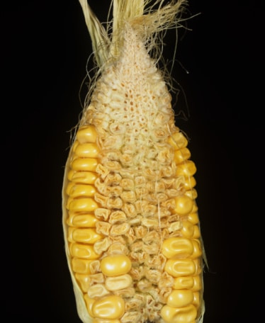 boron deficiency in corn