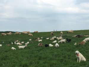 Goats and Horses Grazing