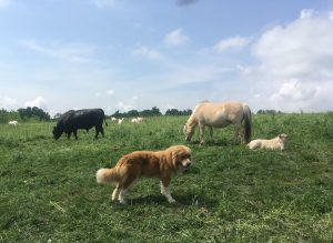 Multispecies Grazing