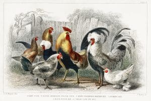 Game Cock Image