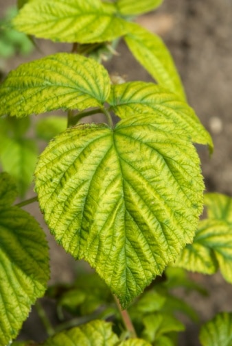 iron deficiency in raspberry leaves
