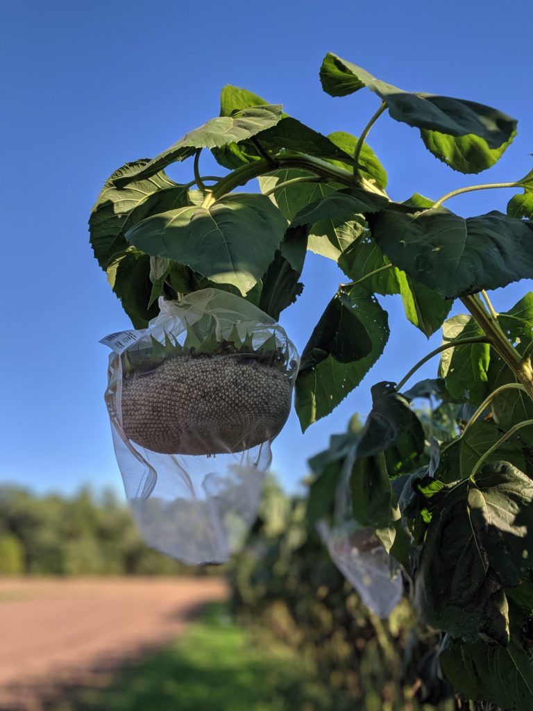 Onondaga Sunflower with netting to protect seeds from the birds.