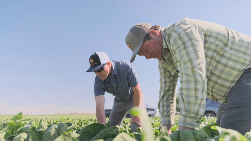 Two farmers harvest a spinach field.