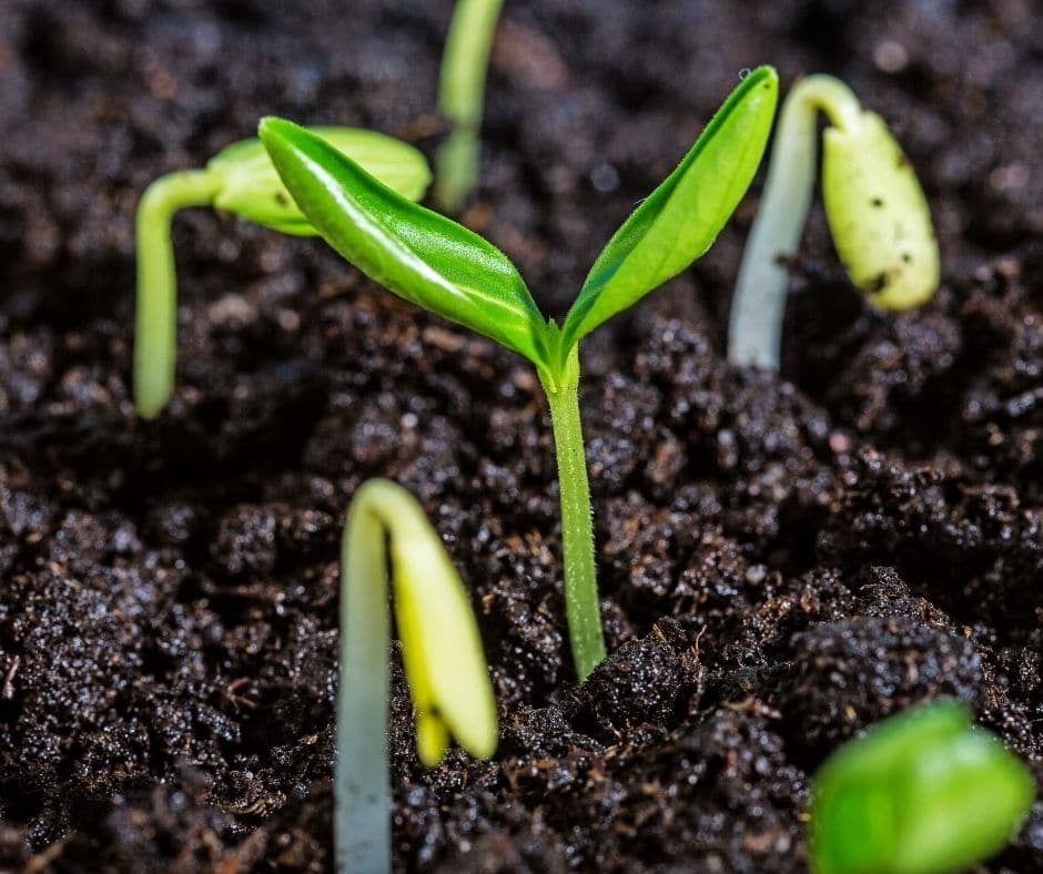 plants growing in soil