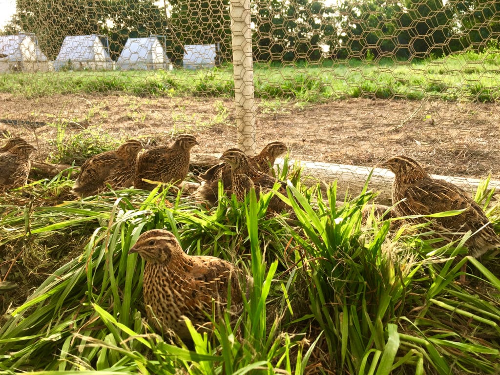 quail in pen