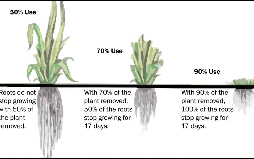 Soil Restoration: 5 Core Principles