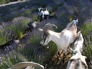 Goats weeding lavender