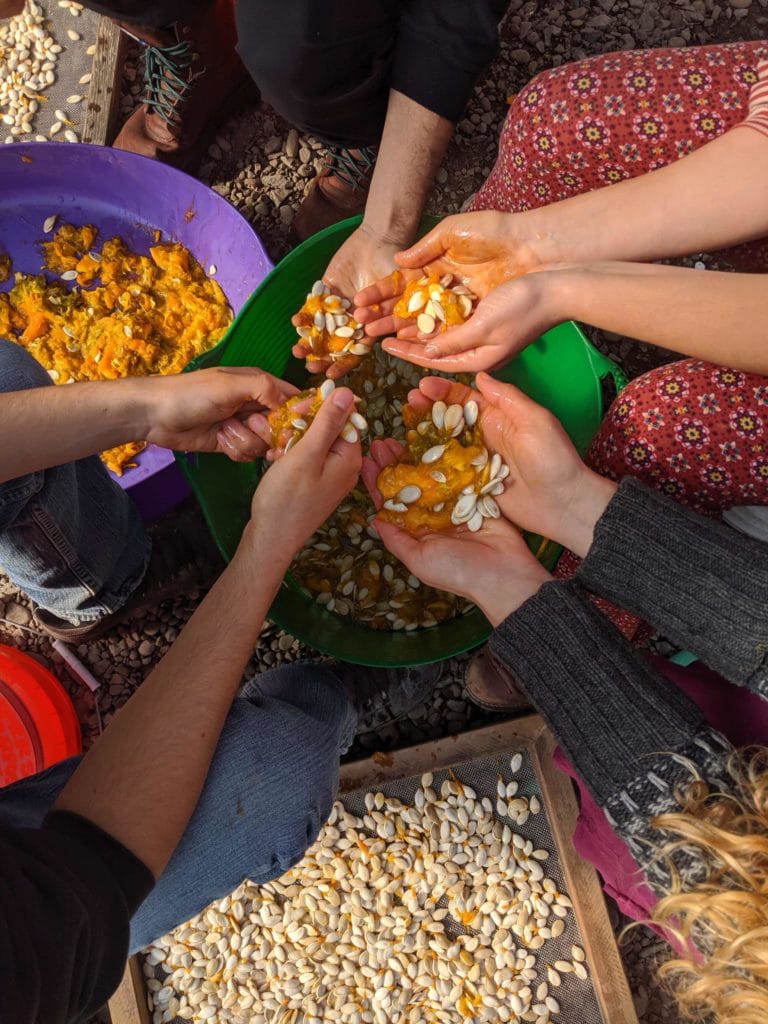 Cleaning seeds from Buffalo Creek Squash by hand.