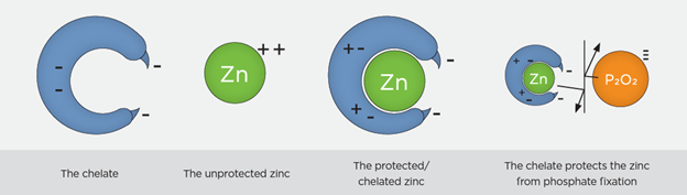 Benefits of Micronutrients in an Organic Cropping System