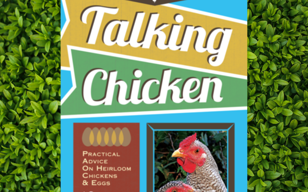 Talking Chicken: Starting Your Flock