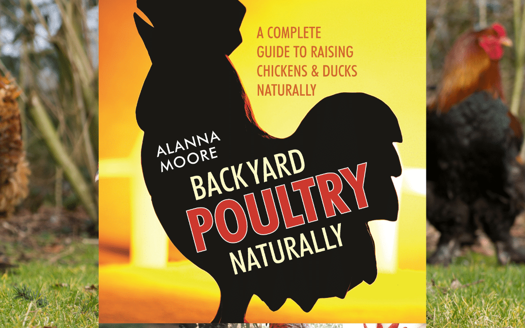 Tips on Breeding Backyard Poultry