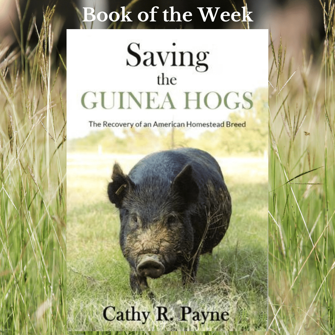 Can guinea online pigs eat acorns