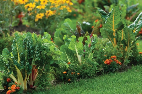 Image of Chinese cabbage and beans companion plants