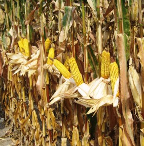 Tractor Time Episode 12: Edwin Blosser, Farmer and Founder of Midwest Bio-Systems