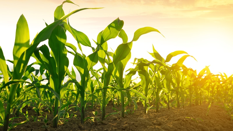 Make Your Organic Nutrient Management Plan Today