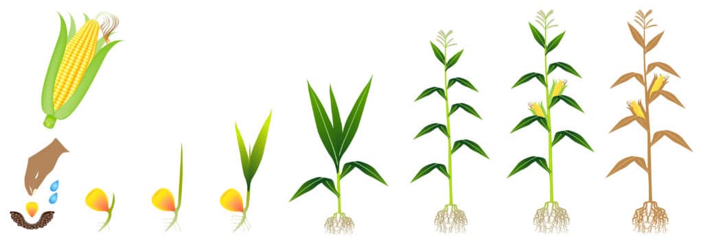 corn stages
