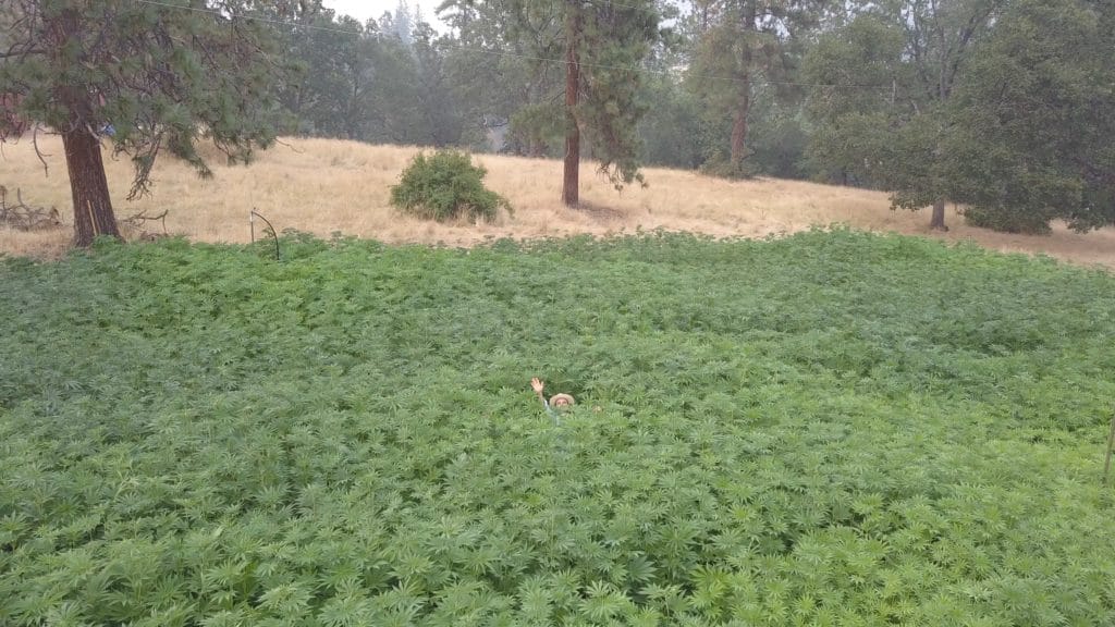 Author Doug Fine waves hello from the middle of a large hemp field in Oregon.