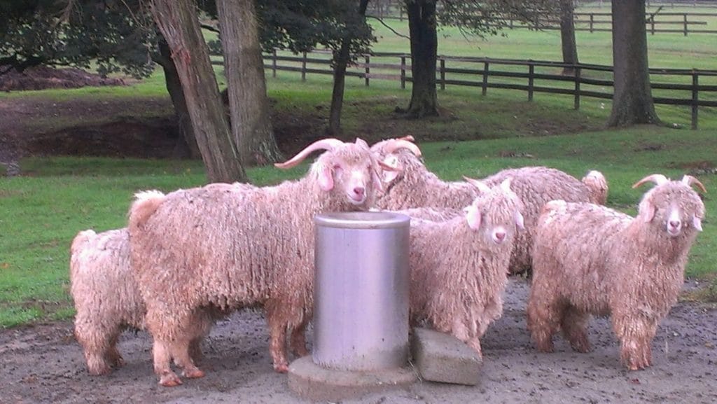 Angora goats are prized for their wool