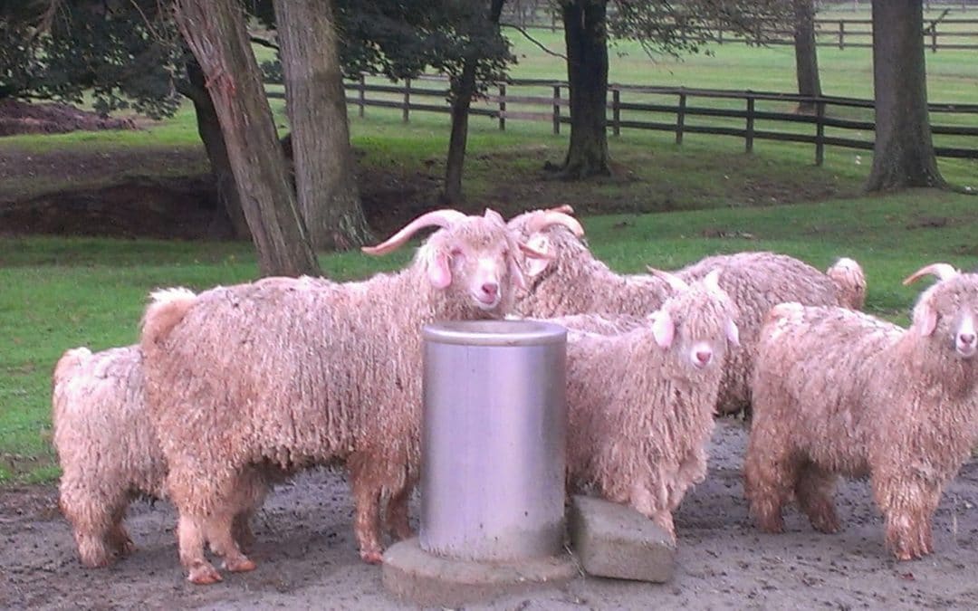 Grazing Glamour: Angora Goats Produce High-End Wool, Soil Health