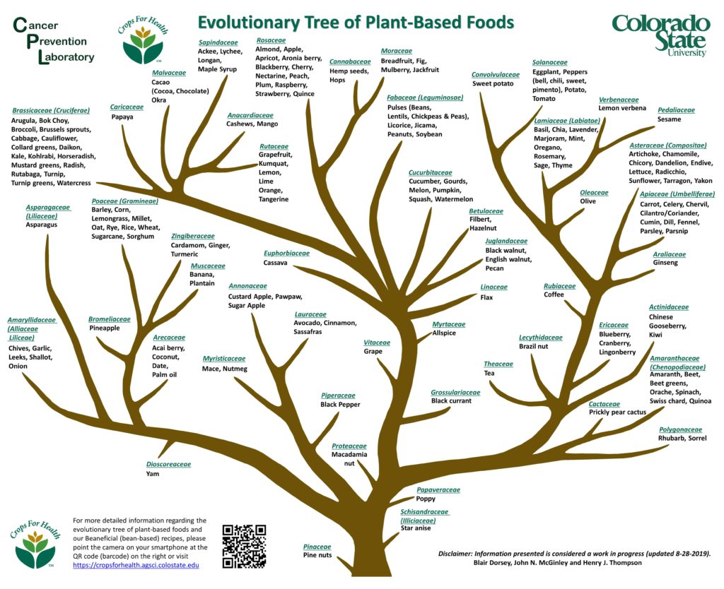 Evolutionary-Tree-of-Plant-based-Foods-for-Farmers-Market-rev-8-28-19-1024x834.jpg