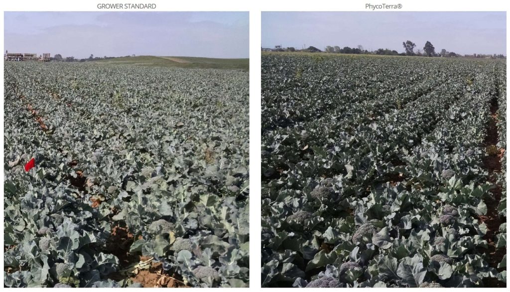 Broccoli field comparison