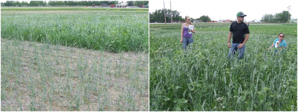 Triticale field comparisons