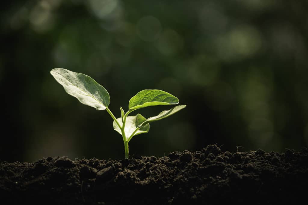 young plant growing in soil