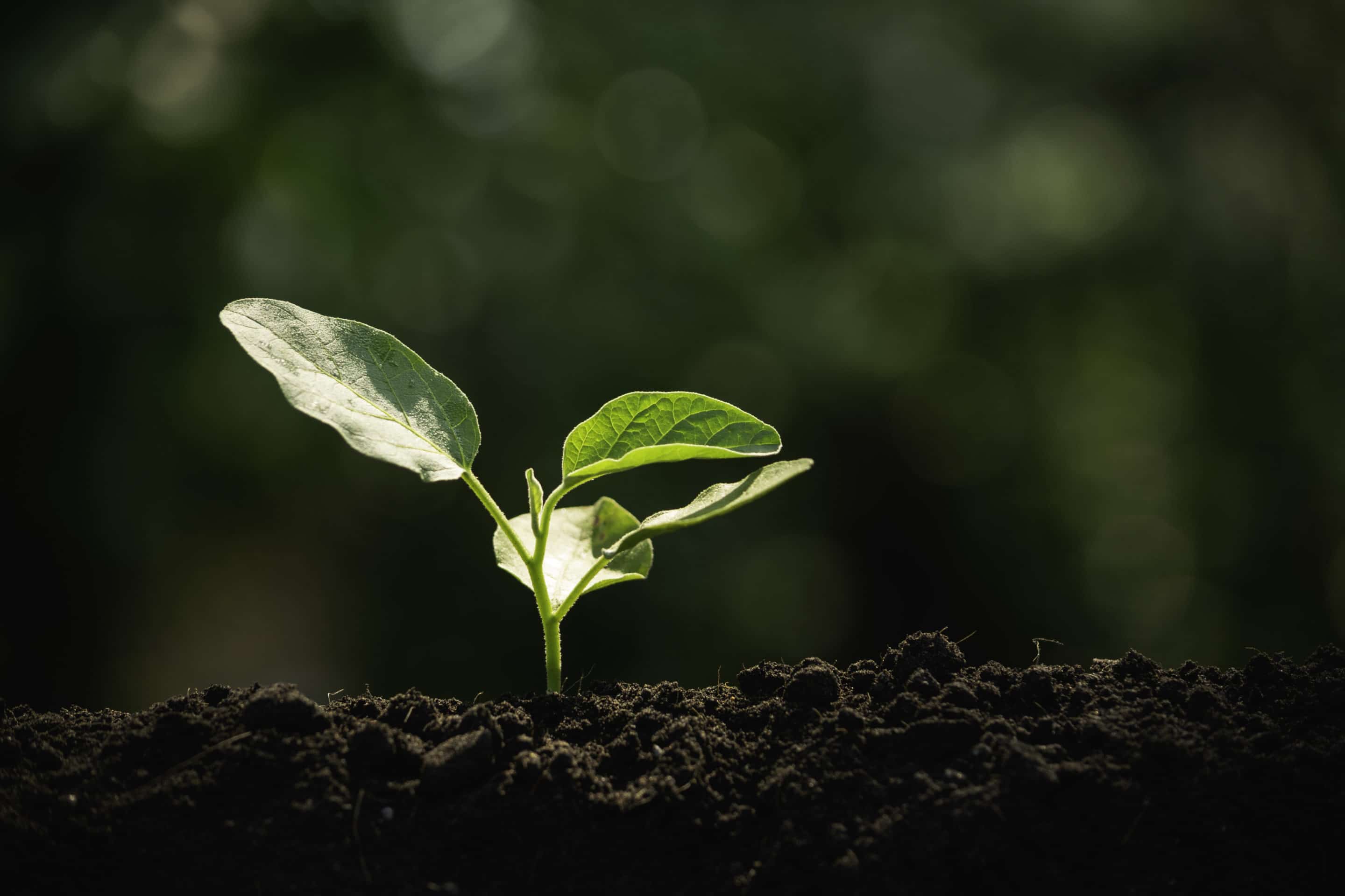 9. The Soil's Secret: Brown's Feed And Seed, Unlocking The Garden's Potential