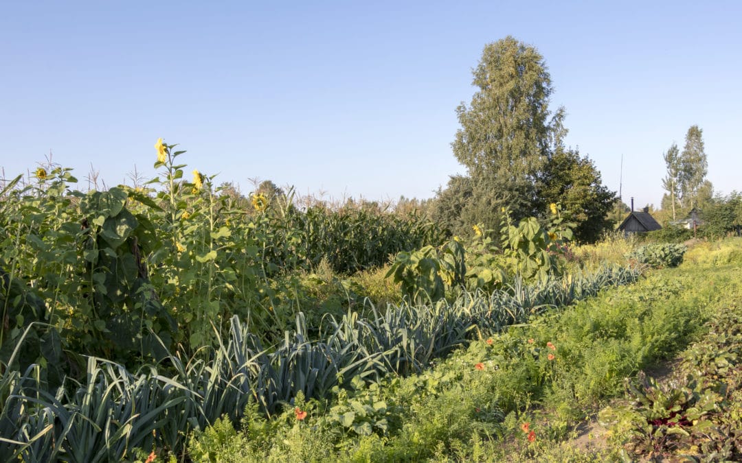 Permaculture Design Starts With Water