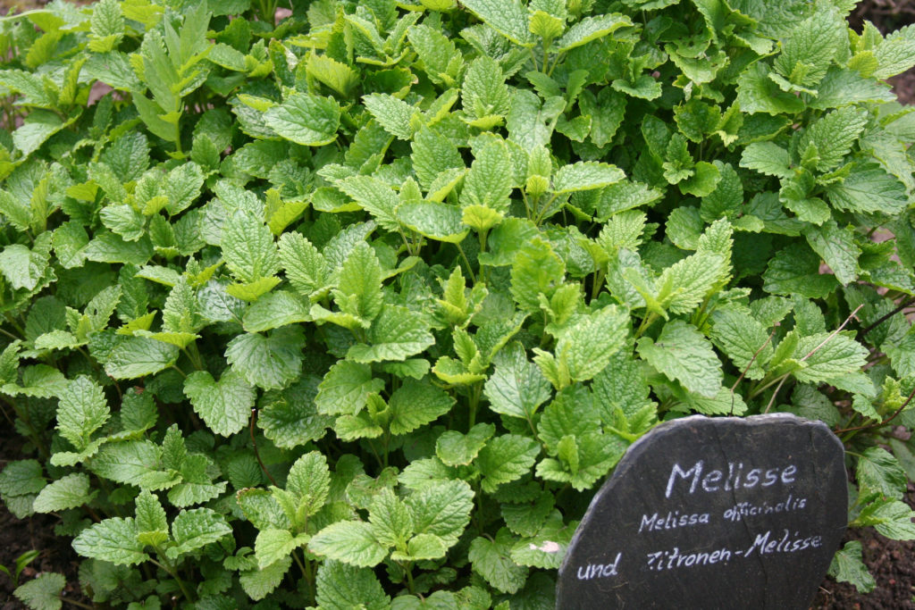 Lemon Balm growing in garden