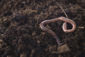 earthworm