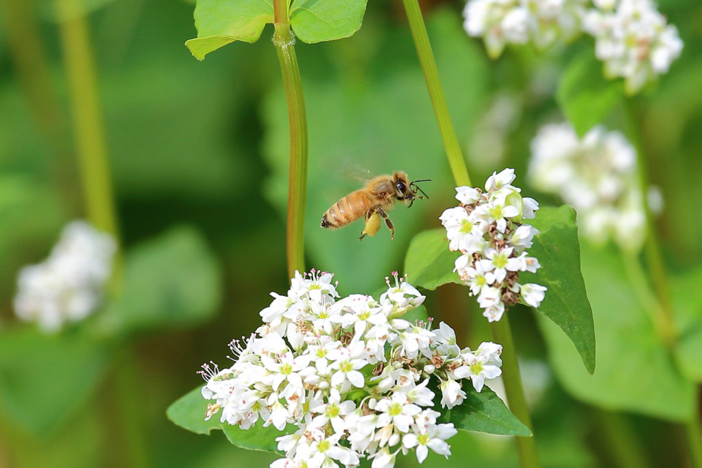 Bee visiting buckwheat flower